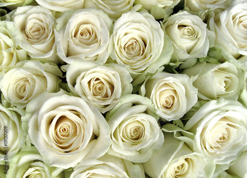 white roses
