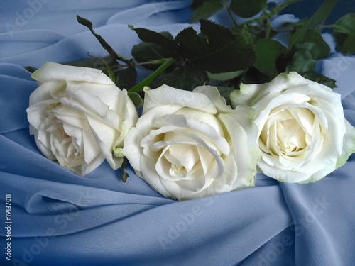 three white roses