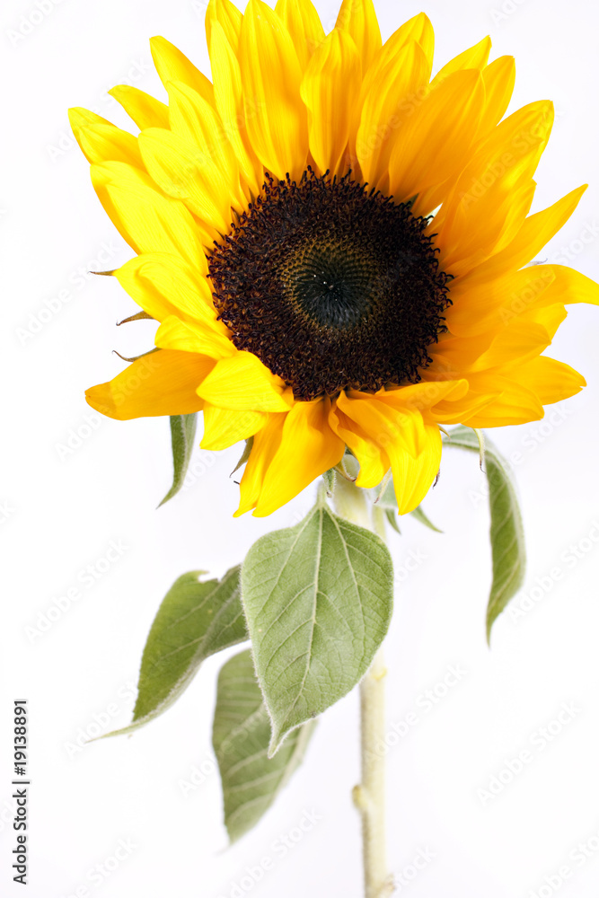 Fototapeta premium Sunflower