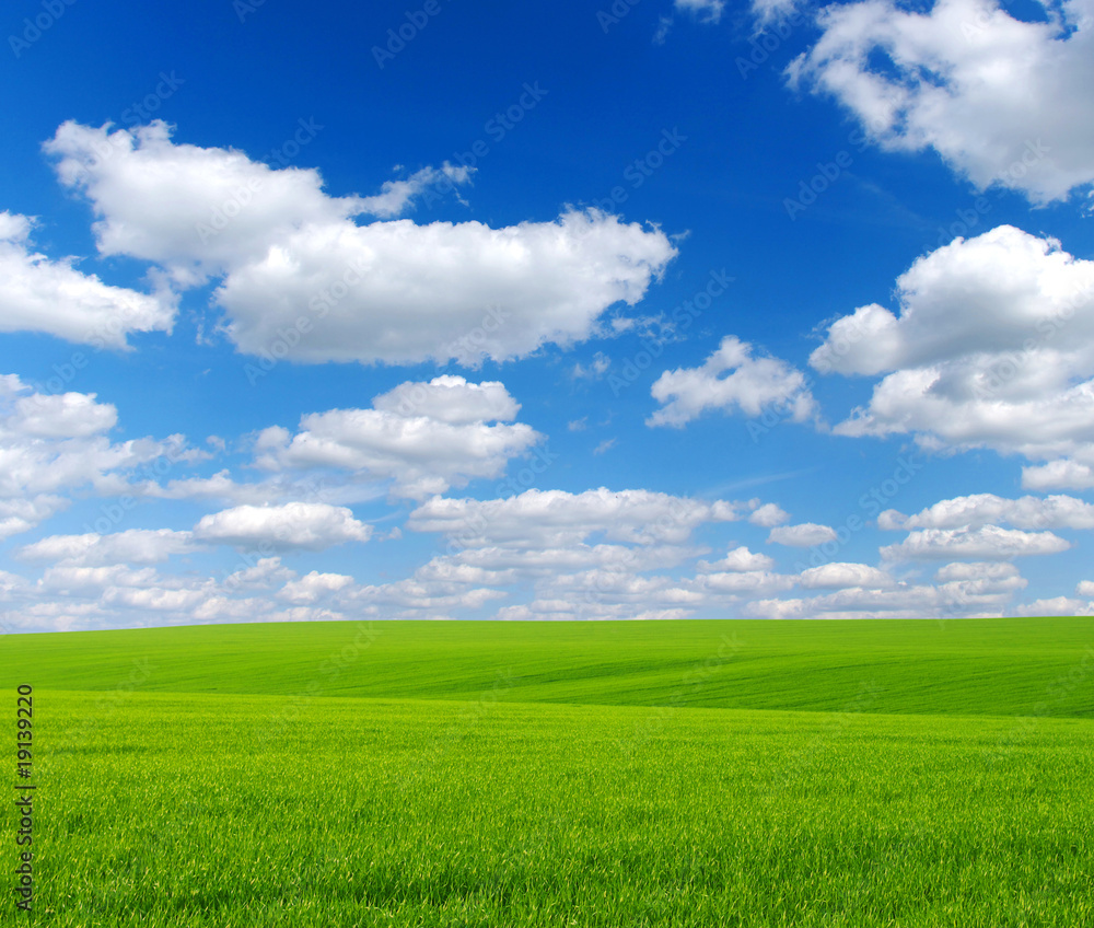 Obraz premium field