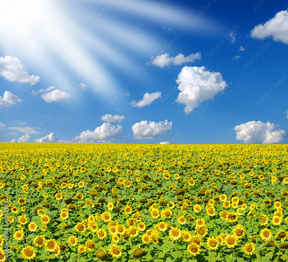 sunflower field sunflower field