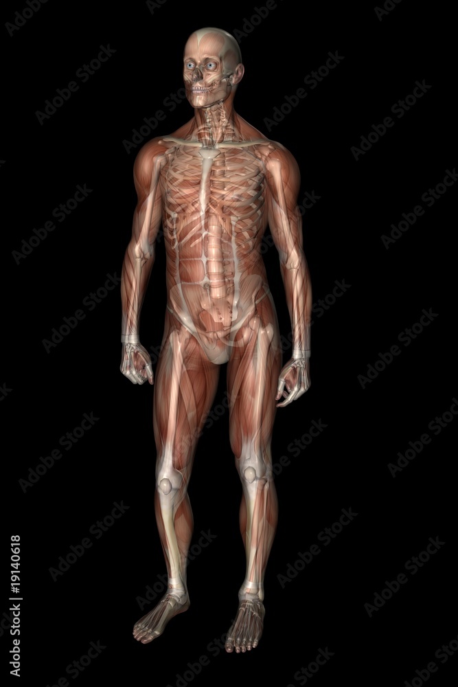 Human Anatomy