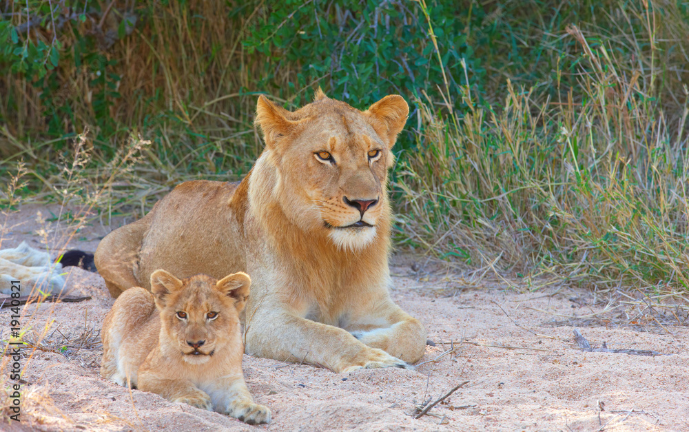 Fototapeta premium Lion cub (panthera leo) in a pride