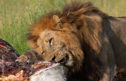 Lion  panthera leo  eating in savannah