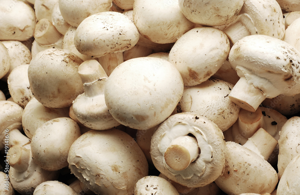 mushrooms background mushrooms background