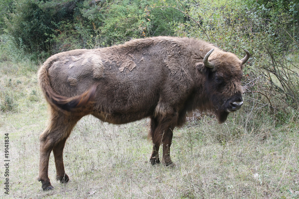 Bison bonasus