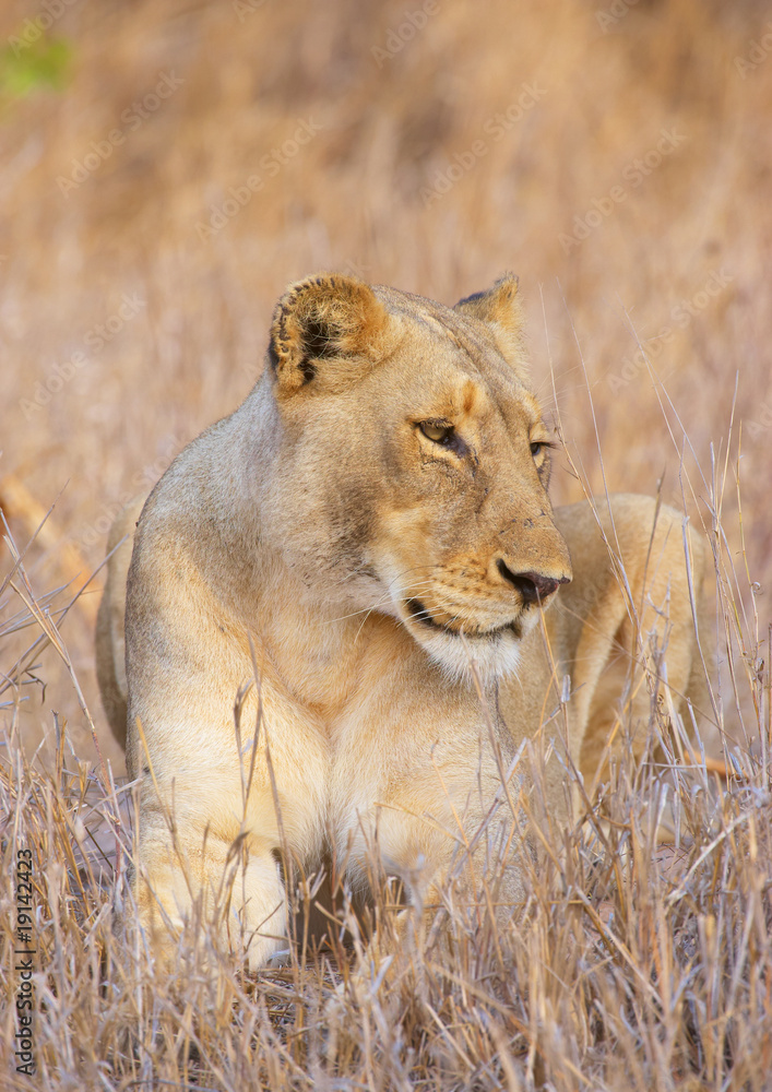 Obraz premium Lioness (panthera leo) close-up