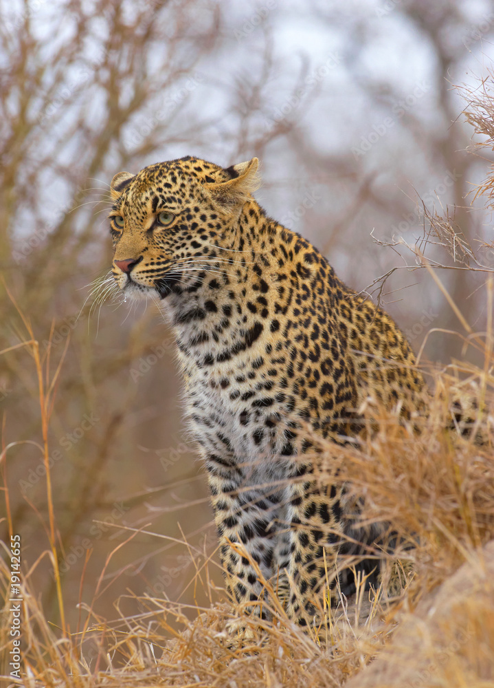 Naklejka premium Leopard sitting in savannah
