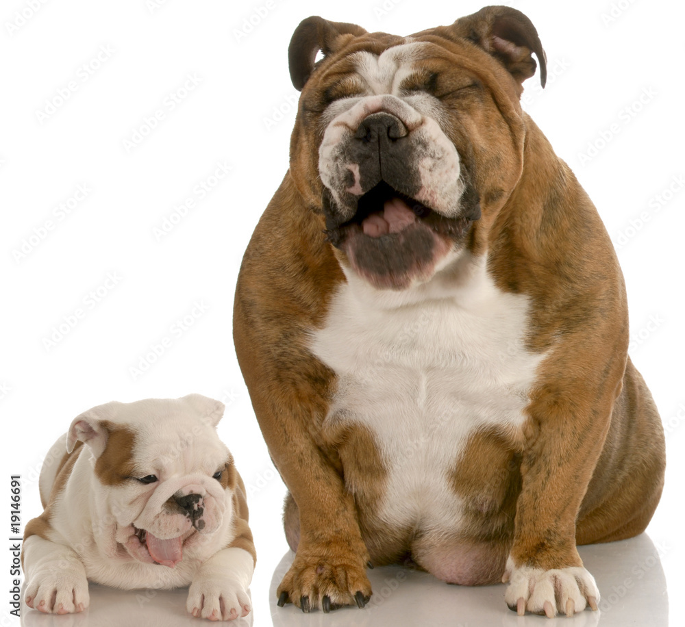 two bulldogs with mouth open making silly expressions two bulldogs with mouth open making silly expressions