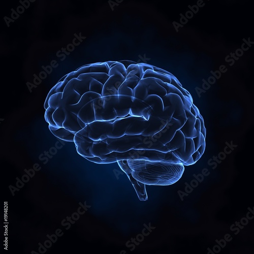 Human brain left x-ray view