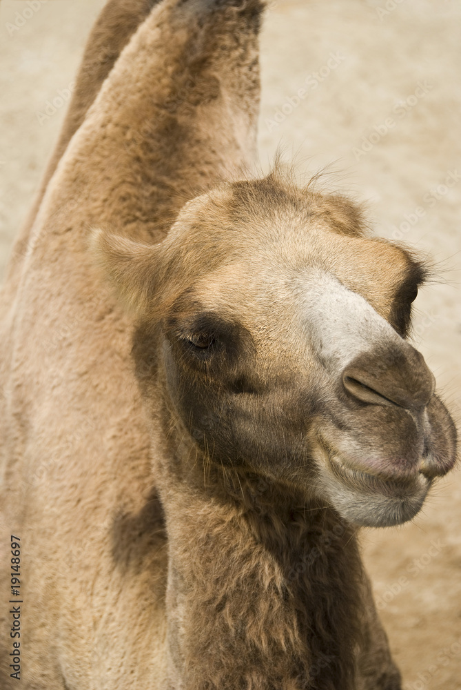 Obraz premium Wielbłąd