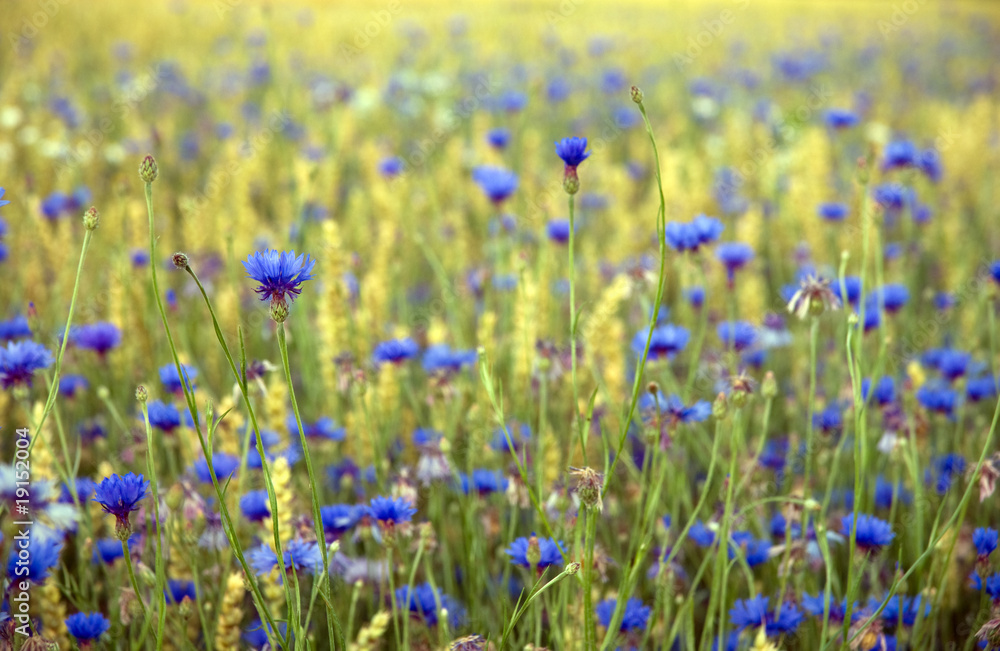 Corn flowers