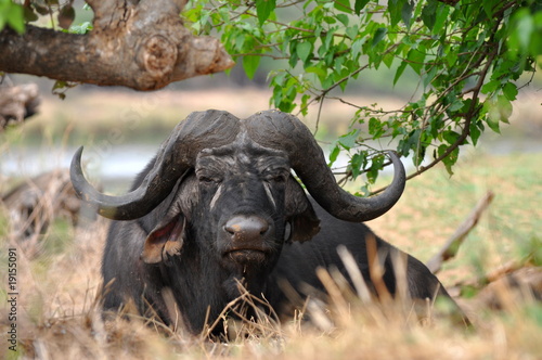 buffalo in Kruger national park South Africa