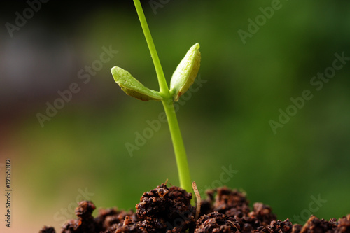Beginning-Baby plant