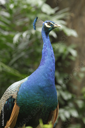Wallpaper Mural Close-up view of an Indian Blue Peacock (Pavo cristatus) Torontodigital.ca