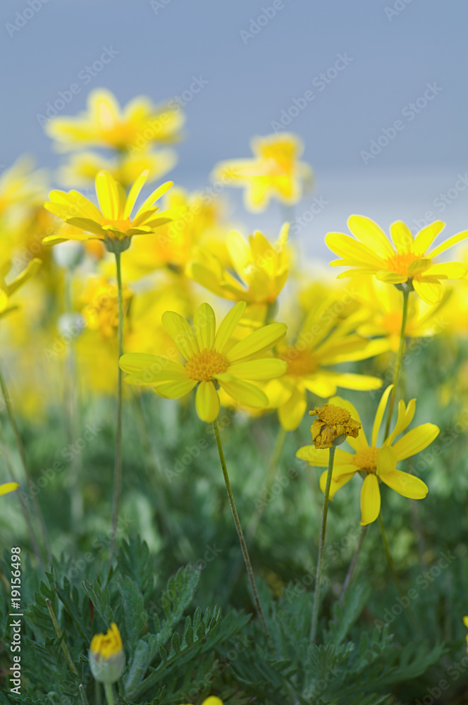 ユリオプスデイジーの花 ユリオプスデイジーの花