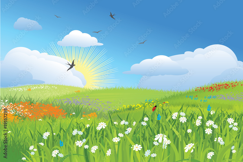 Fototapeta premium Colorfull meadow / flower and grass / vector