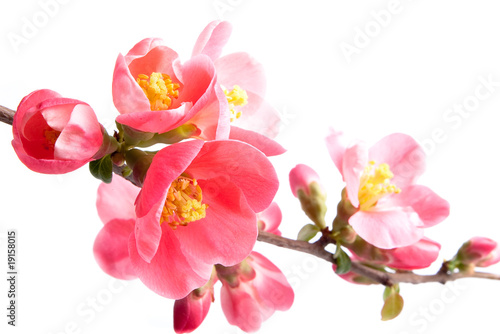 Photographie Spring flowering quince