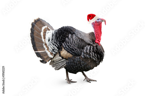 Christmas turkey