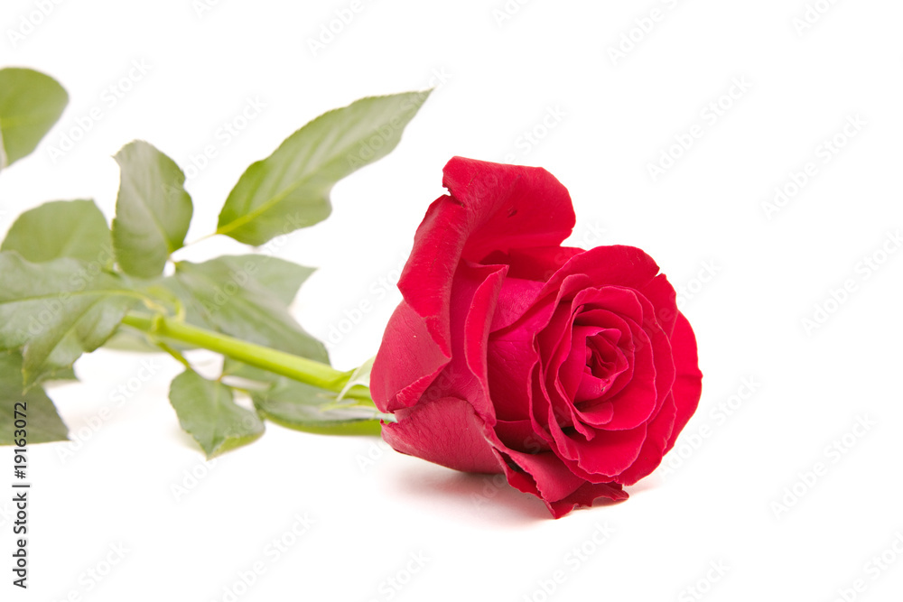 red rose isolated on white. valentine's day red rose isolated on white. valentine's day