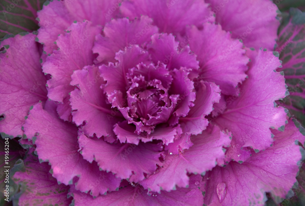 red cabbage