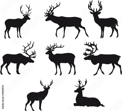 deer