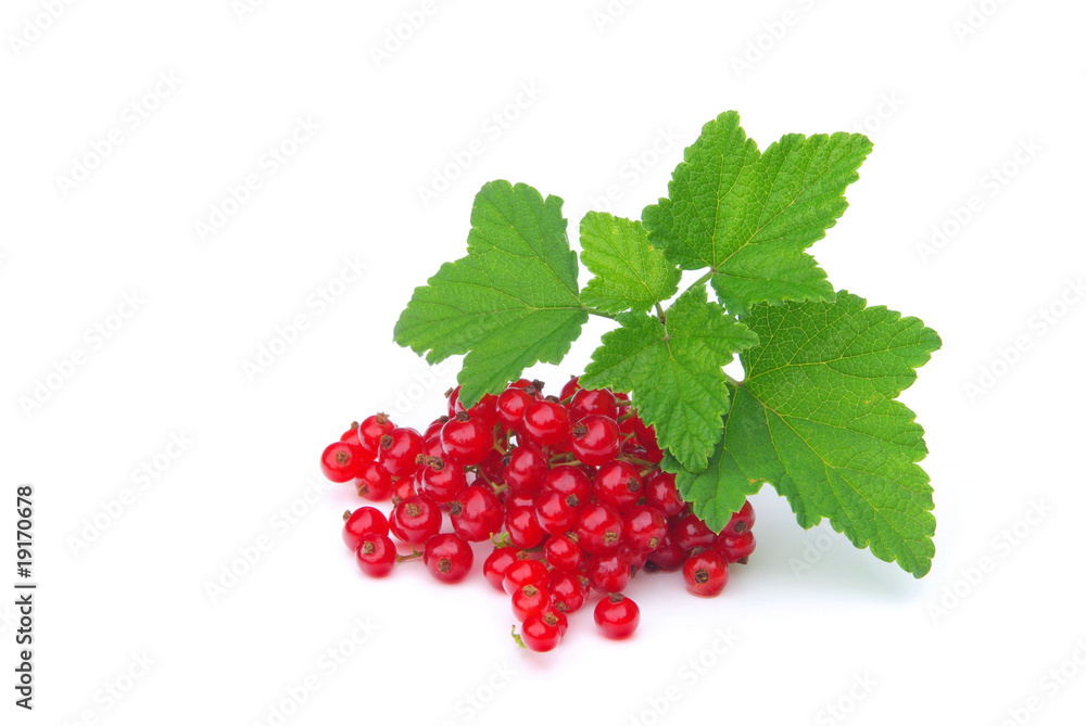 Johannisbeere - currant 28 Johannisbeere - currant 28