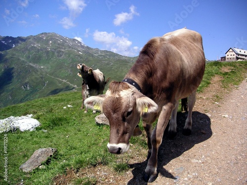 Wallpaper Mural Kühe bei der Rastkogelhütte Torontodigital.ca
