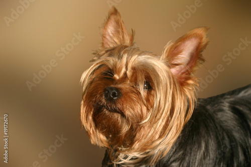 Cute Yorkshire terrier