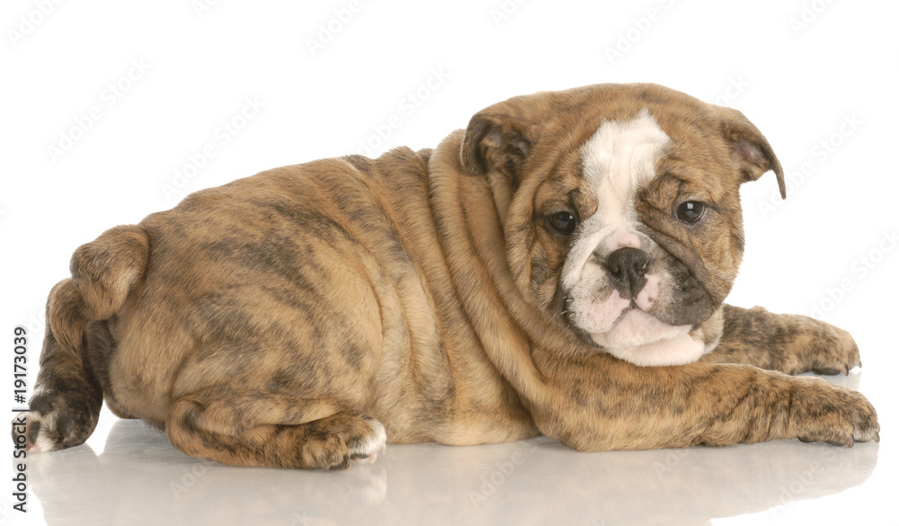 eight week old red brindle english bulldog puppy laying down