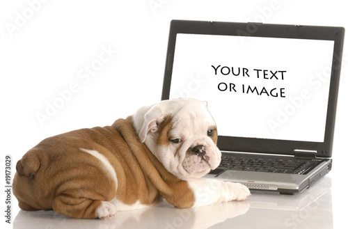 english bulldog puppy working on computer © Willee Cole
