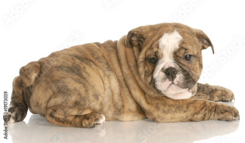 Fototapeta Naklejka Na Ścianę i Meble -  eight week old red brindle english bulldog puppy laying down