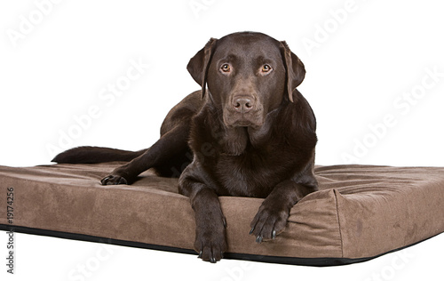 Obraz na plátne Handsome Chocolate Labrador on His Memory Foam Bed. Comfy!