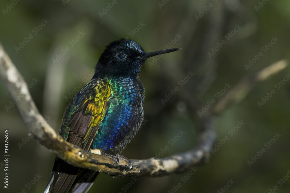 Fototapeta premium Beautiful Humming Bird