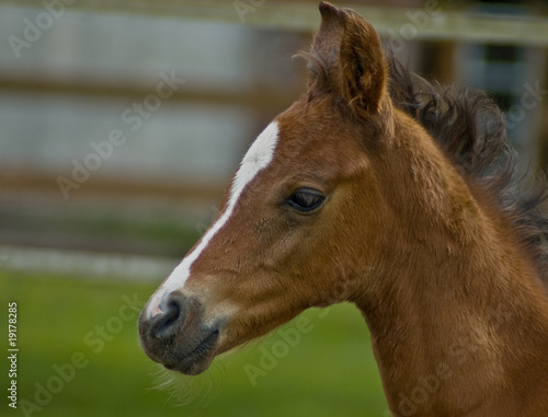 Quarter horse foal in profile
