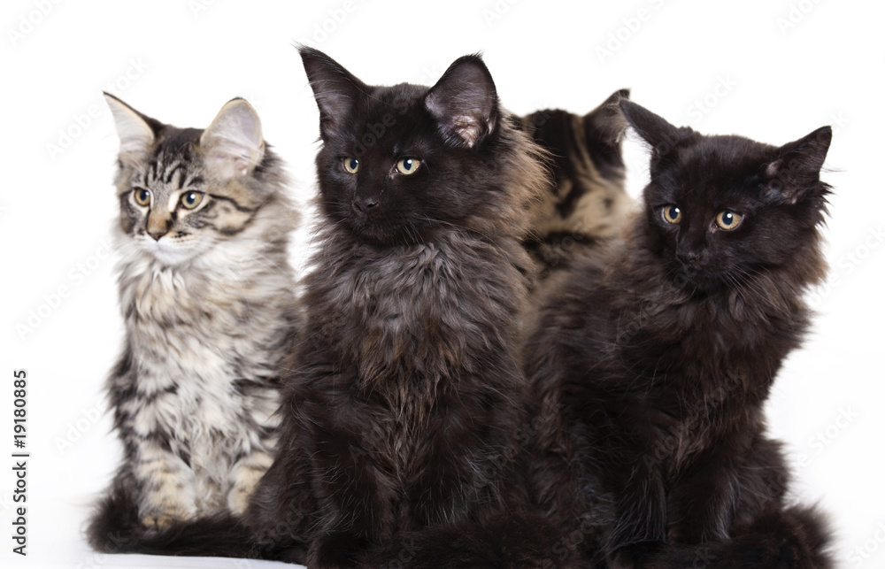 Group of beautiful Maine Coon kittens