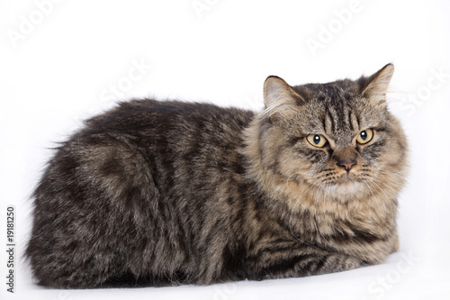 Bild auf Leinwand Cat portrait, British longhair