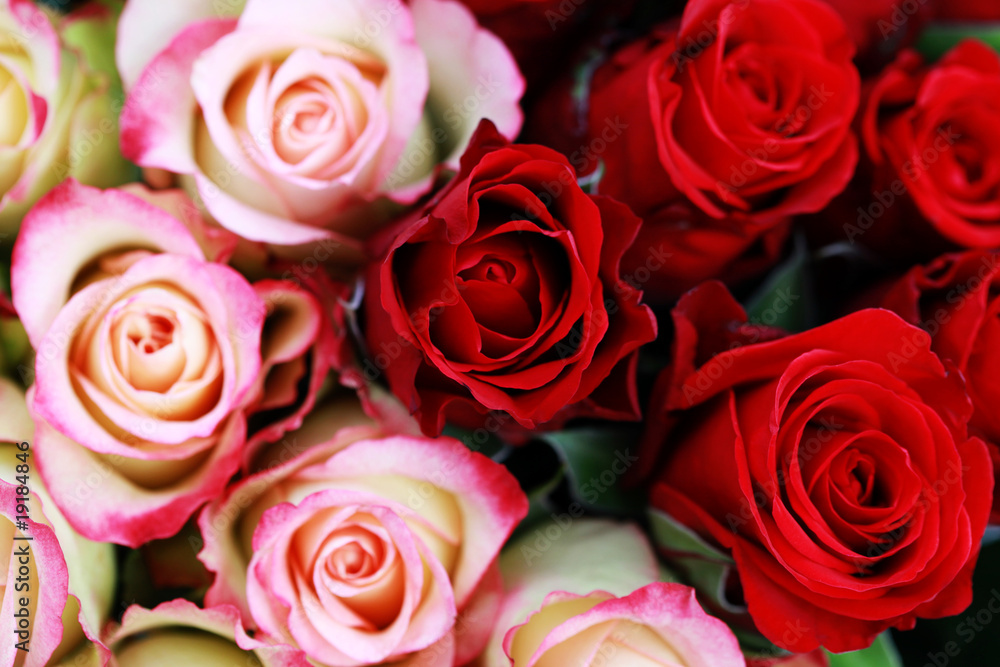 lots of roses lots of roses
