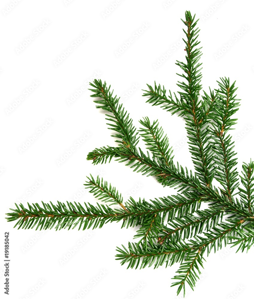 Picea mariana on white background
