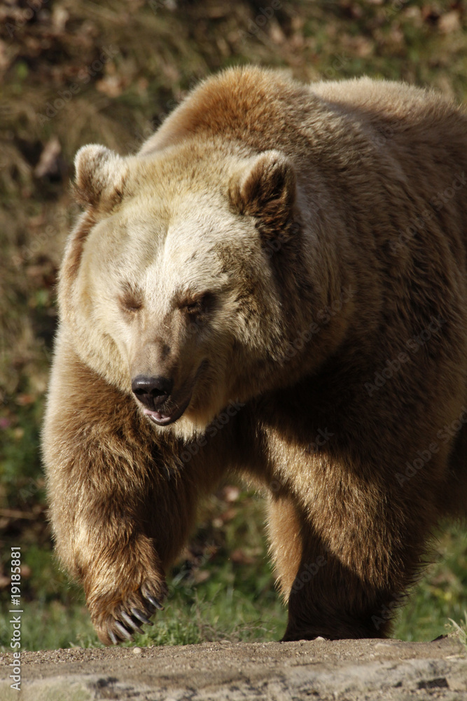 Braunbär Braunbär
