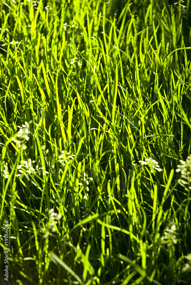 Obraz premium blades of grass