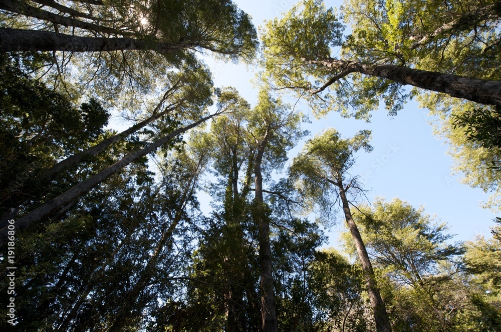 Obraz premium Bosque patagónico