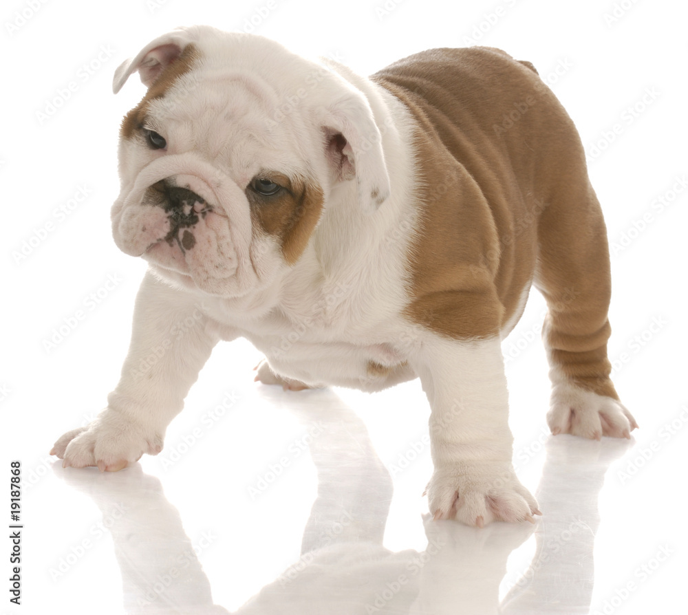 seven week old  bulldog puppy standing