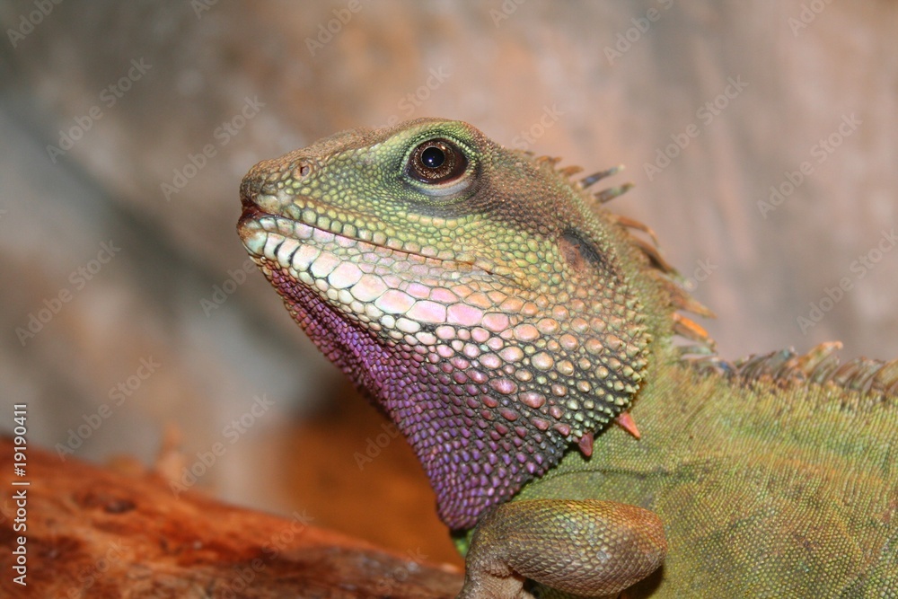 Fototapeta premium Wasseragame