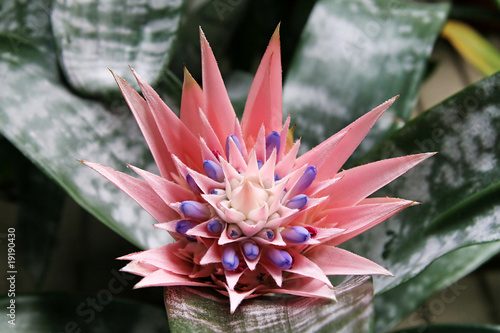 Aechmea flower photo