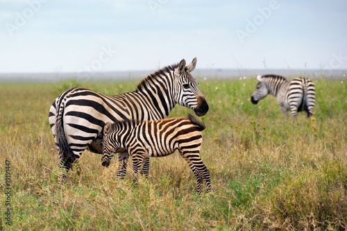 Family of zebra