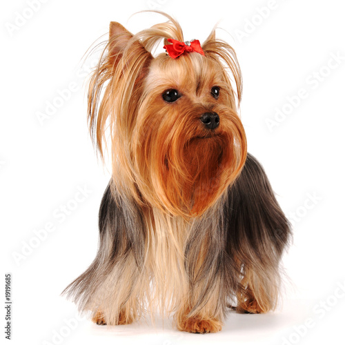 Yorkshire terrier stands isolated on white background