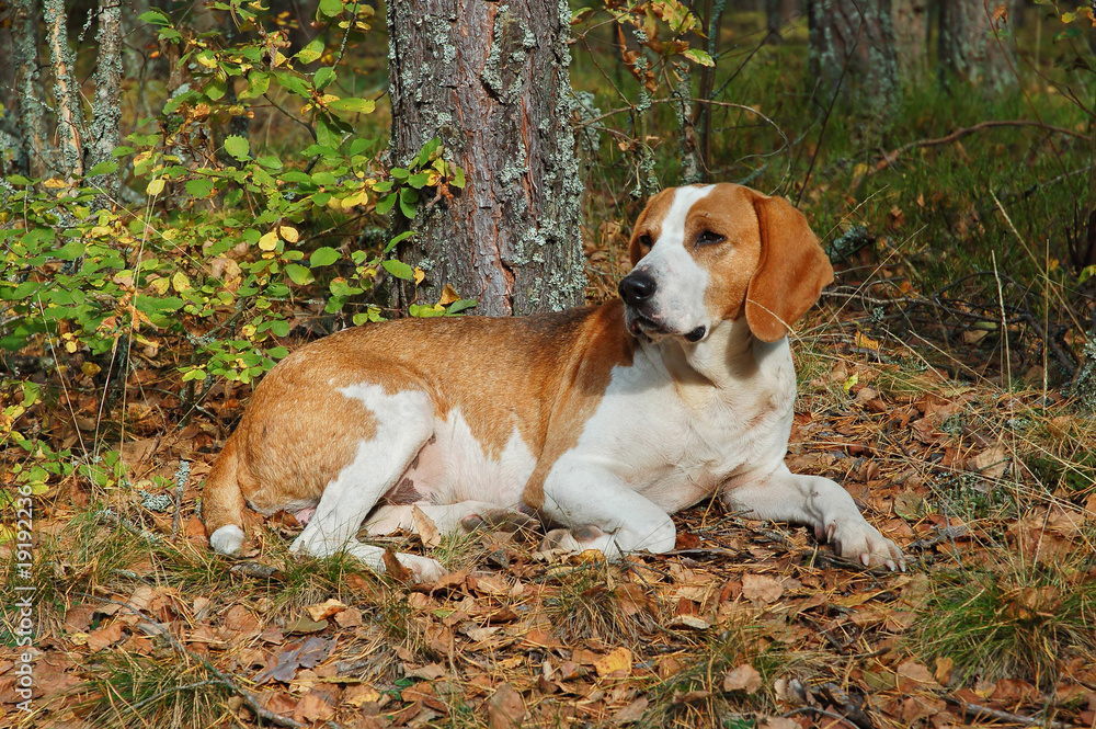 Photography Resting dog