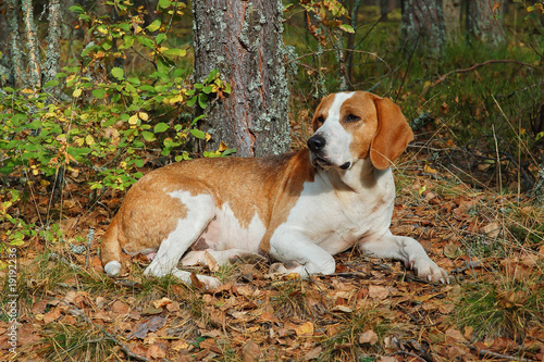 Photography Resting dog