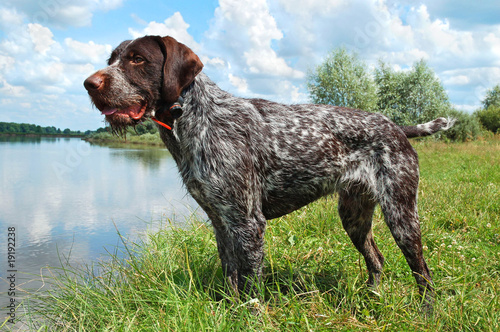 Foto German wirehaired pointer